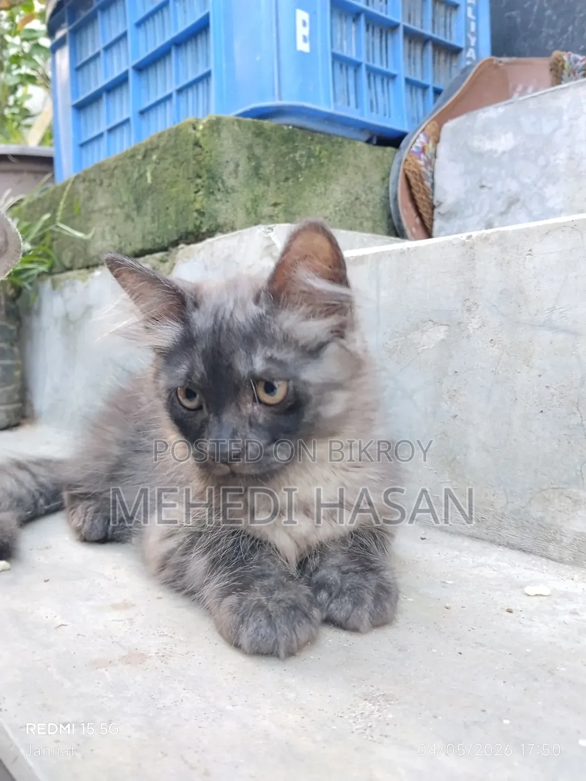 1-3 Months Female Mixed Breed Persian
