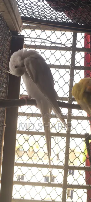 Cockatiel Female
