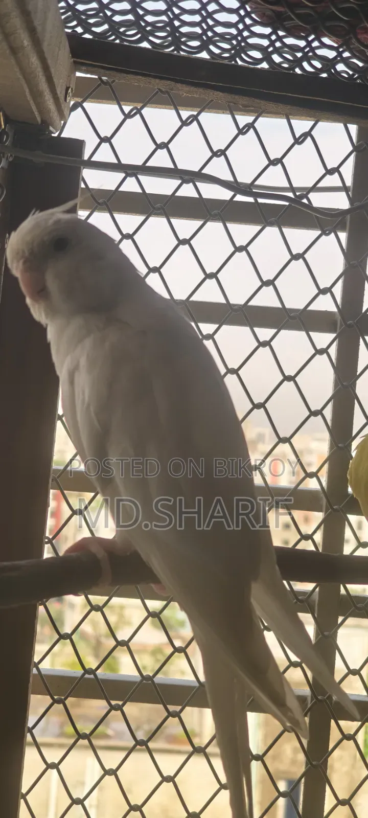 Cockatiel Female
