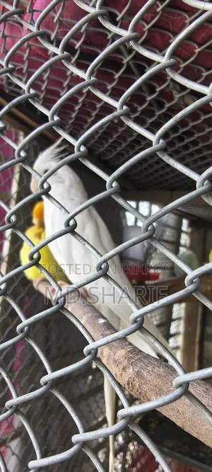 Cockatiel Female