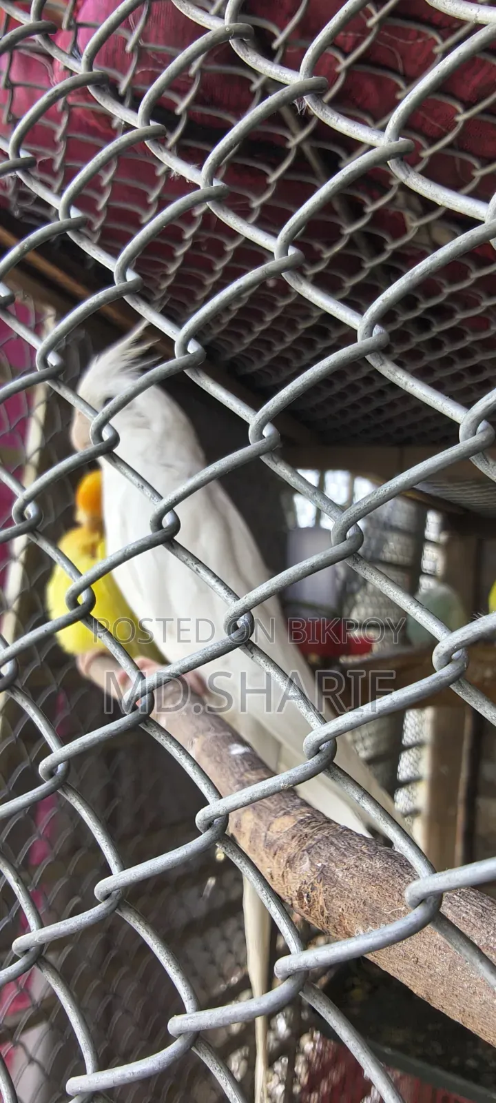 Cockatiel Female