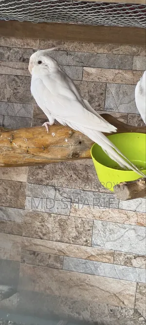 Cockatiel Female