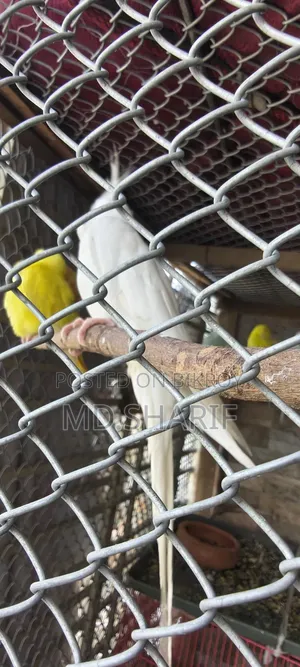 Cockatiel Female