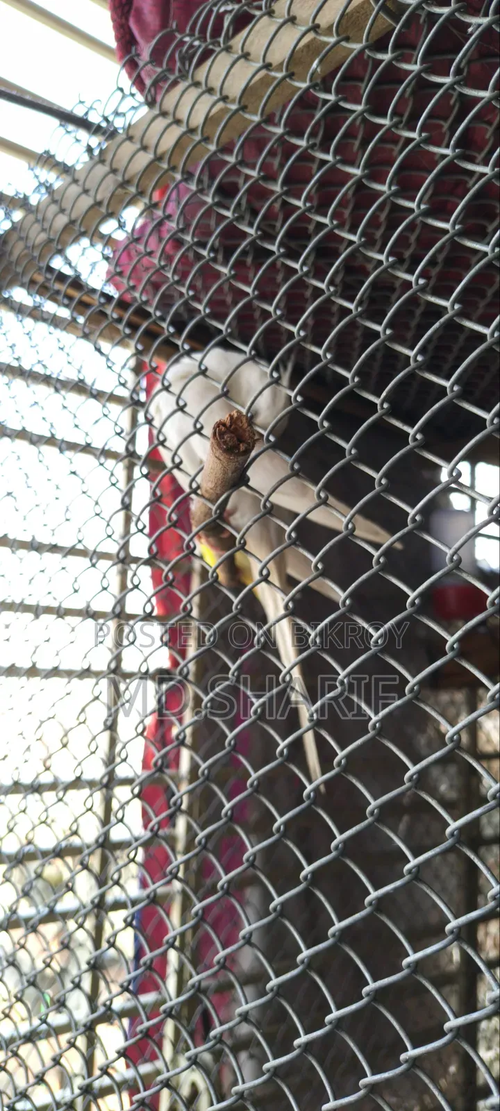Cockatiel Female