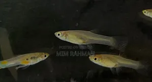 গাপ্পি মাছ