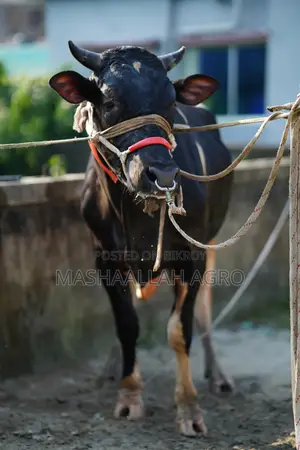 ফ্রিজিয়ান ষাঁড়