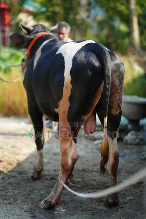 ফ্রিজিয়ান ষাঁড়
