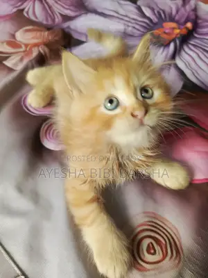 1-3 Months Male Purebred Persian