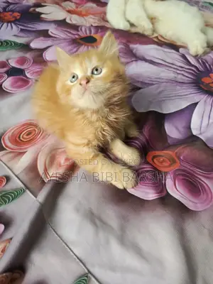 1-3 Months Male Purebred Persian