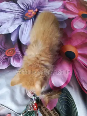 1-3 Months Male Purebred Persian