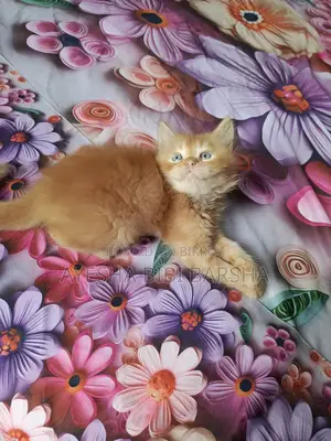 1-3 Months Male Purebred Persian