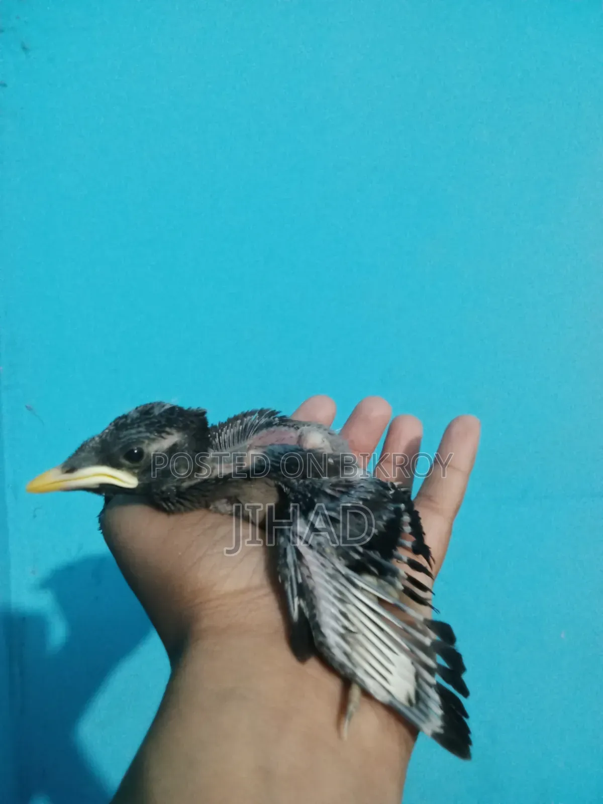 শালিক পাখির বাচ্চা