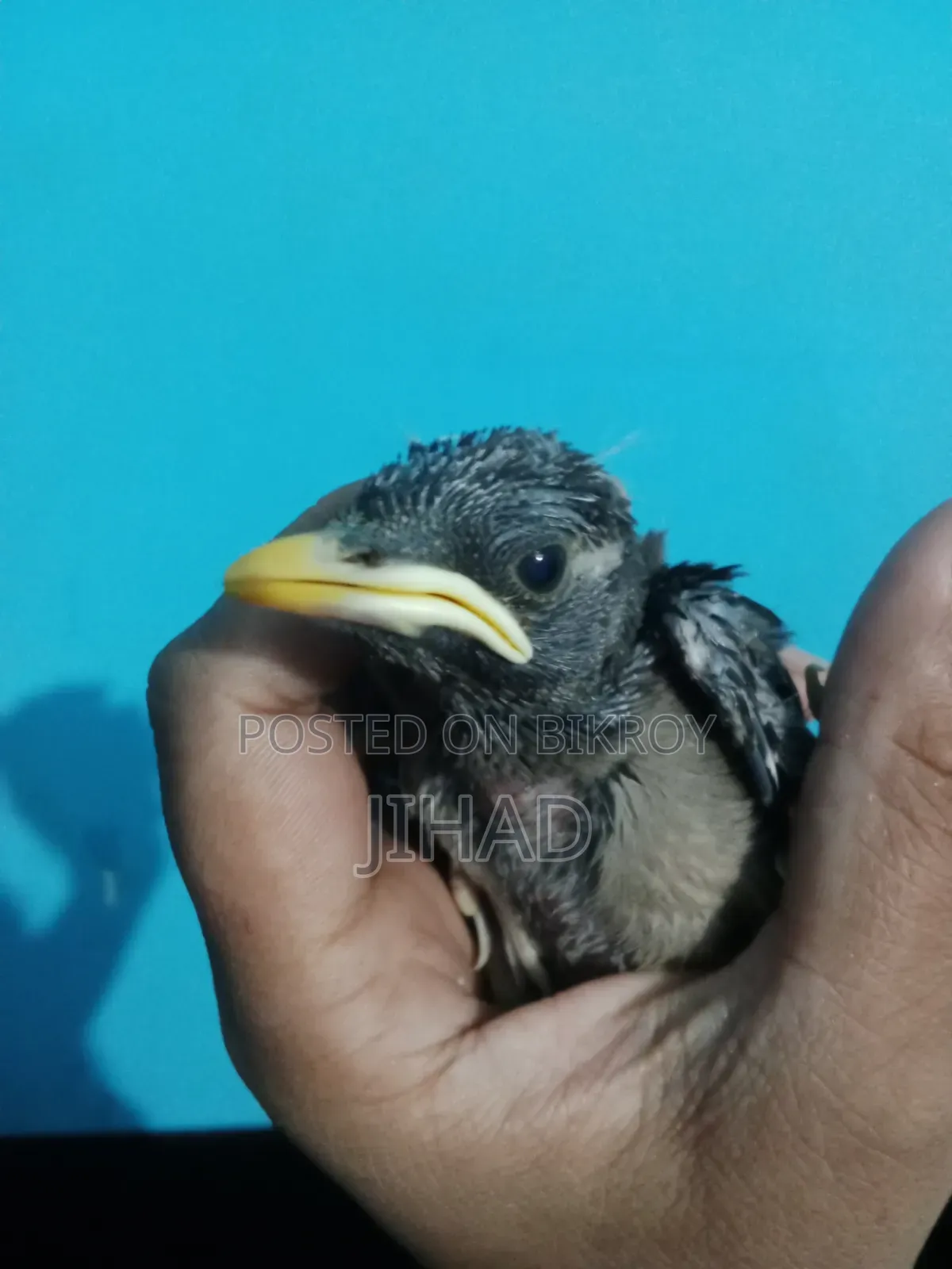 শালিক পাখির বাচ্চা