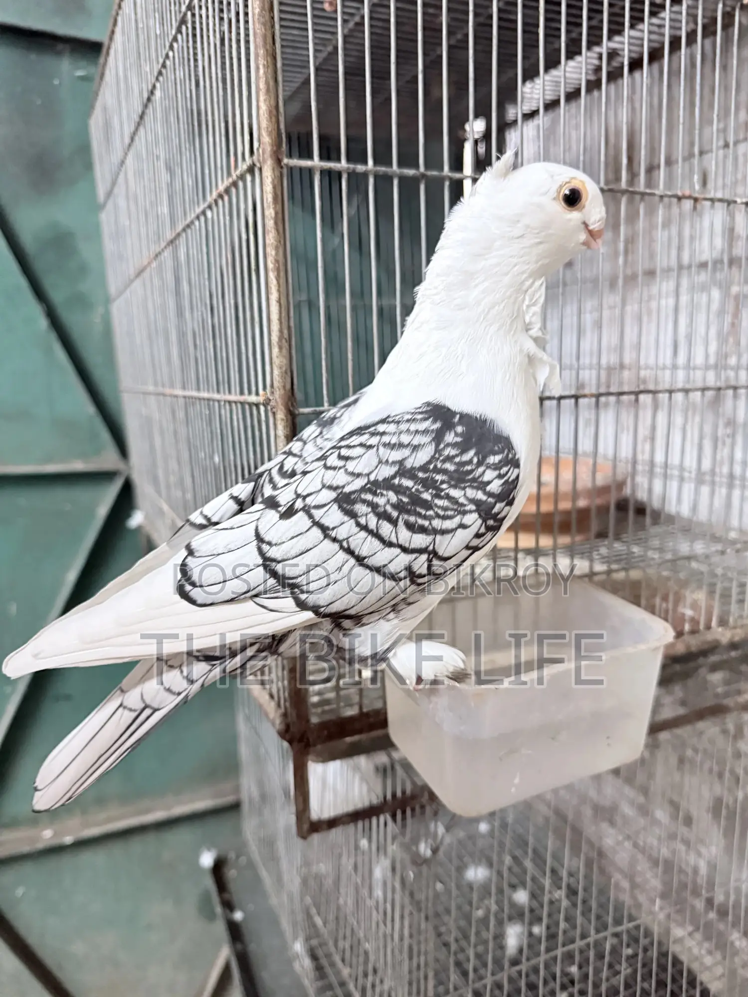 ক্লাসিক ব্ল্যাকলেস স্যাটিনেট