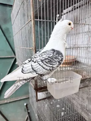 ক্লাসিক ব্ল্যাকলেস স্যাটিনেট