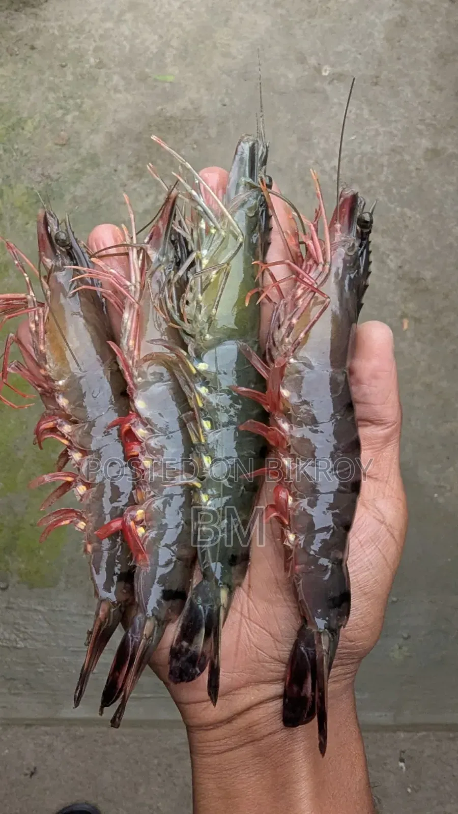 খুলনার চিংড়ি