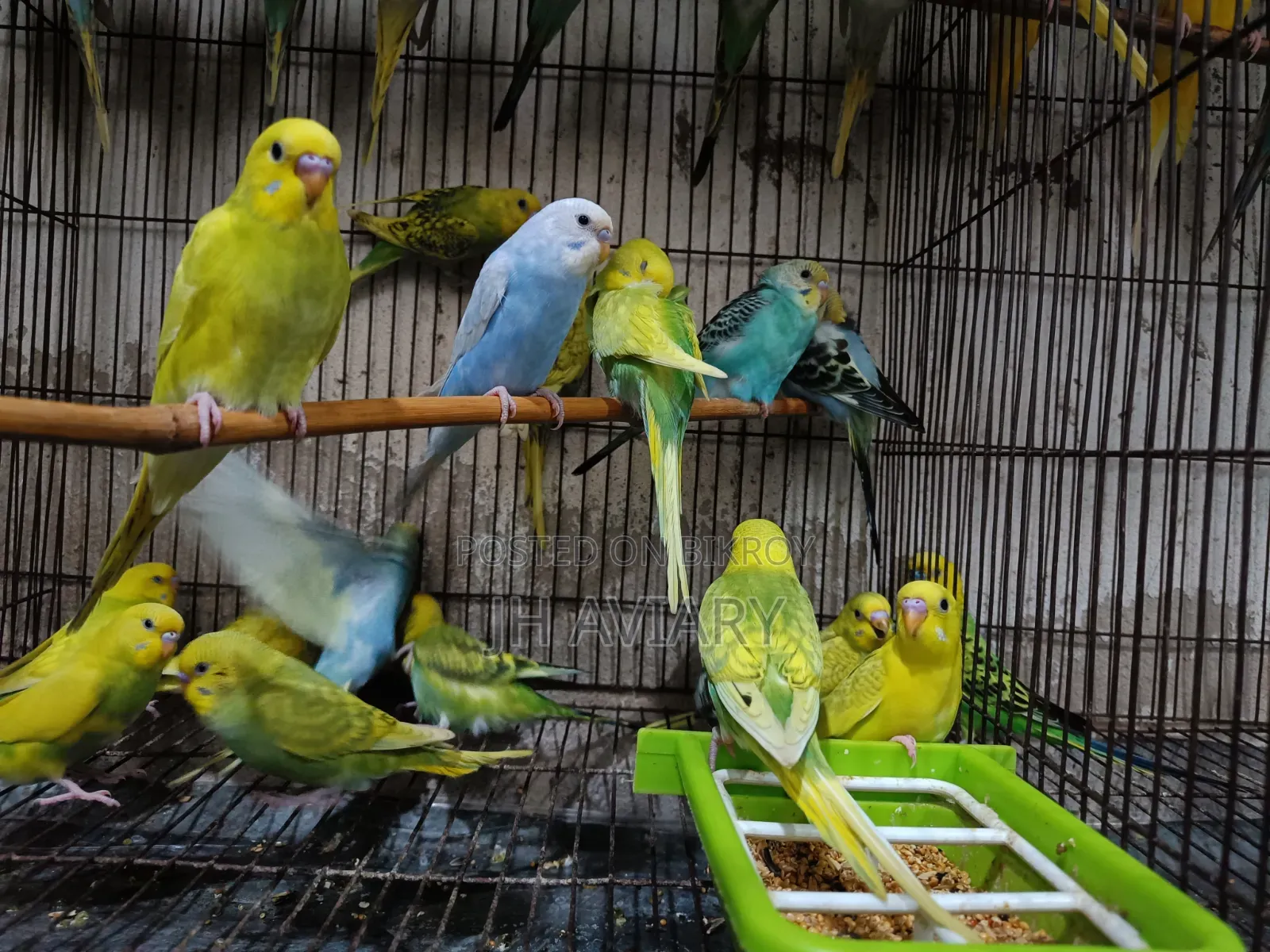 বাজিগর পাখি বিক্রি করা হবে