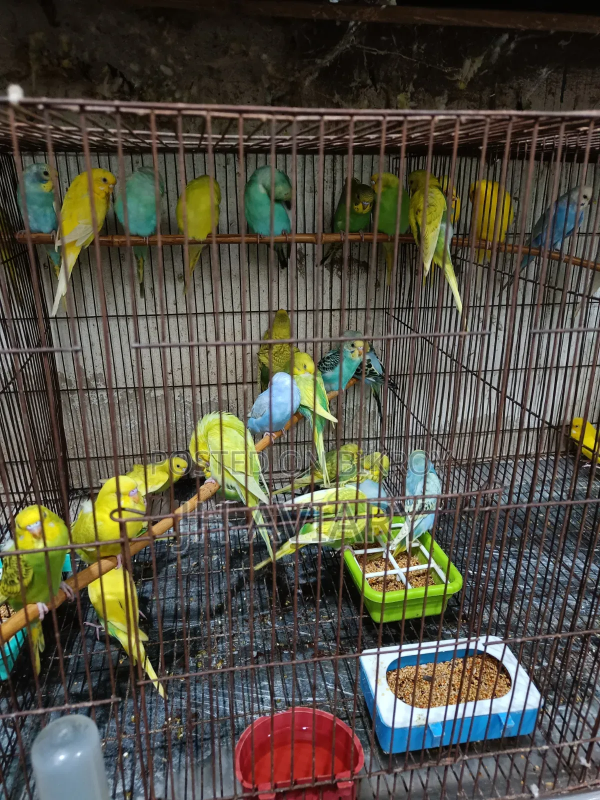 বাজিগর পাখি বিক্রি করা হবে