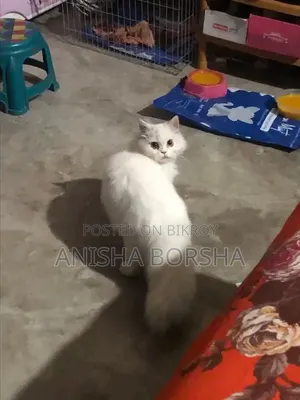 3-6 months Male Purebred Persian
