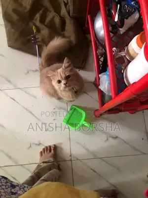 3-6 months Male Purebred Persian