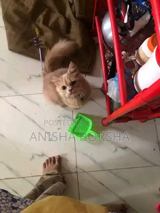3-6 months Male Purebred Persian