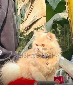 3-6 months Male Purebred Persian