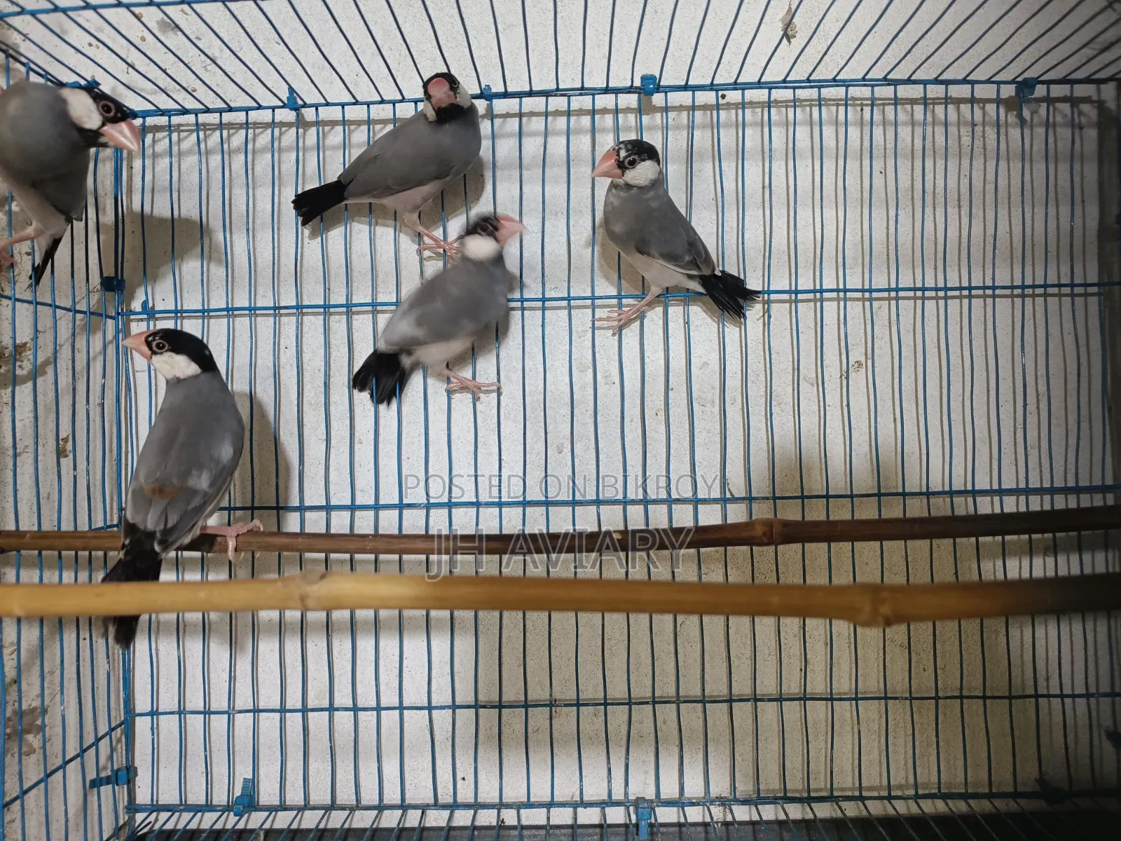 Java Finches for Sale