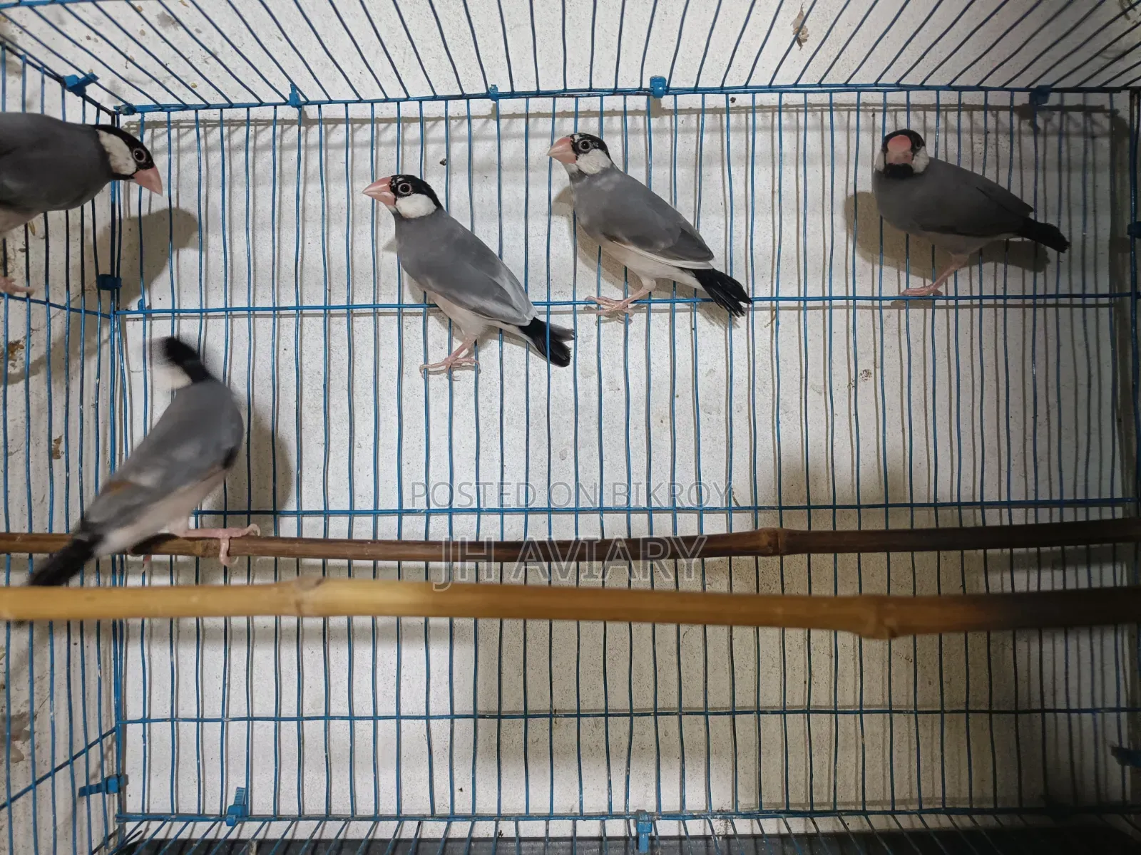 Java Finches for Sale
