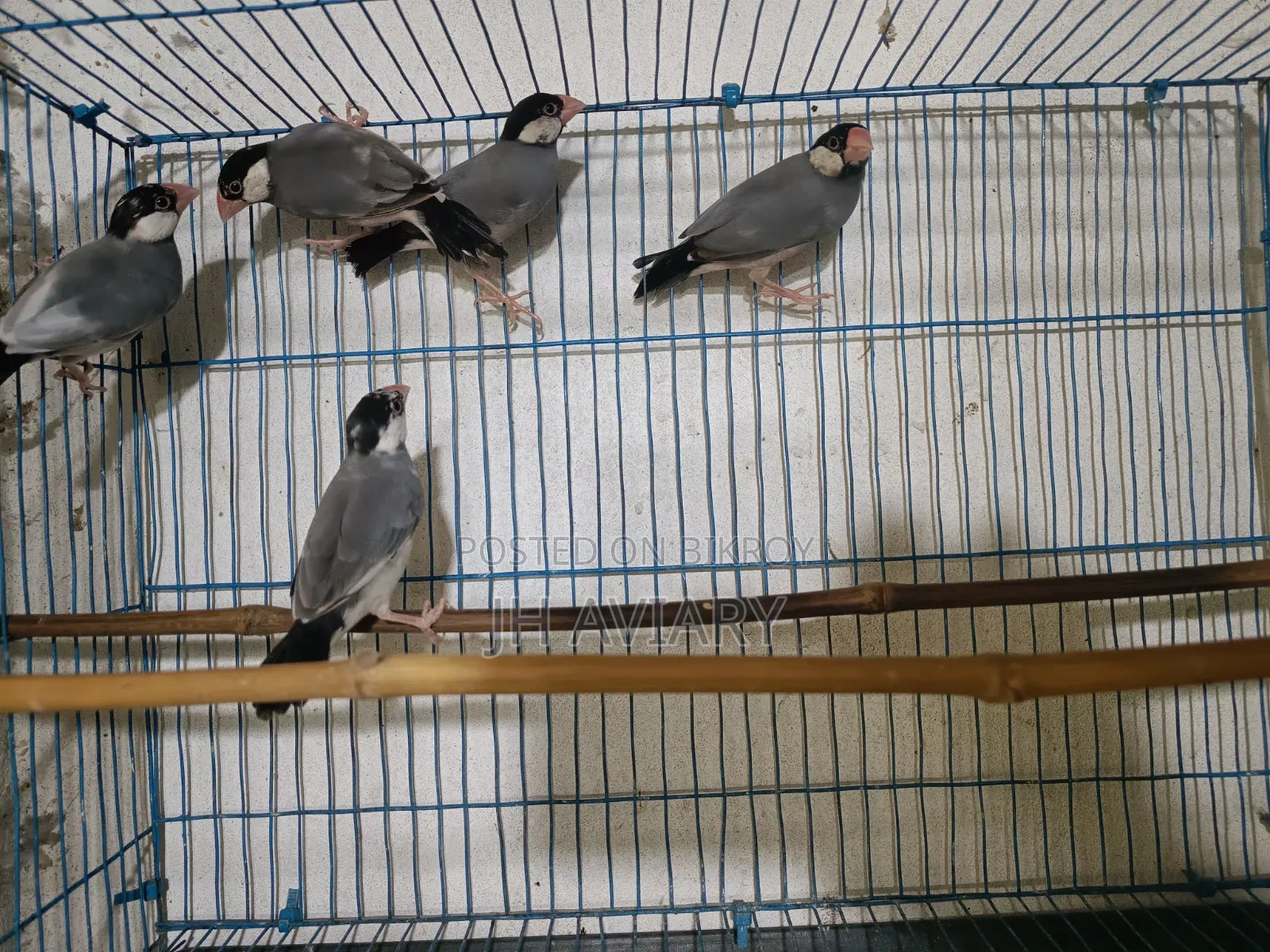 Java Finches for Sale