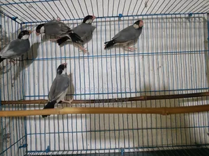 Java Finches for Sale