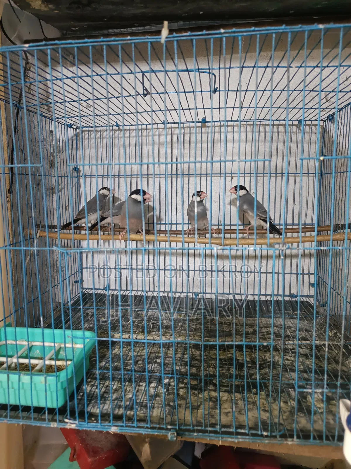 Java Finches for Sale