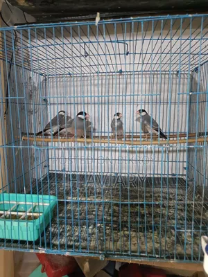 Java Finches for Sale
