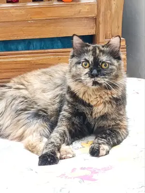 1+ Year Female Purebred Persian