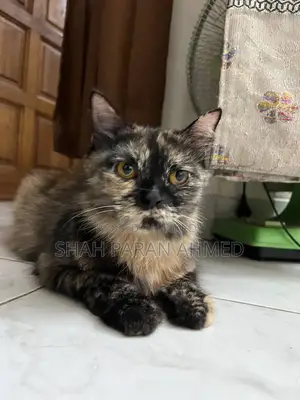 1+ Year Female Purebred Persian