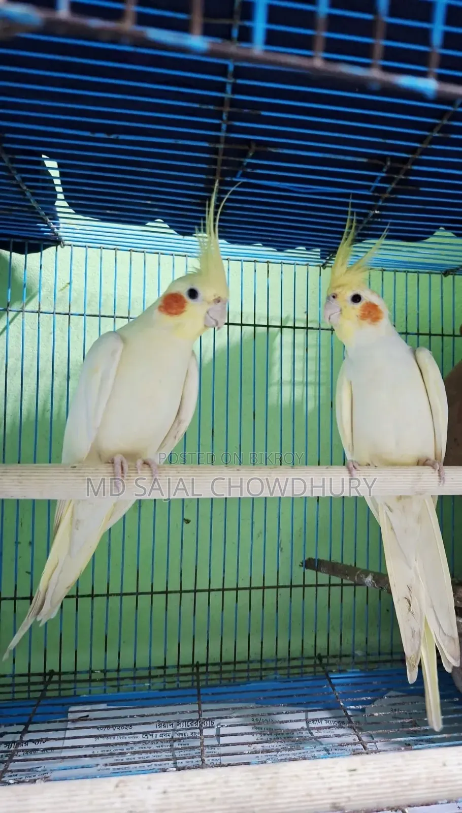 Proven Lutino Cockatiel Pair | 2-Time Breeders | Ready to Breed