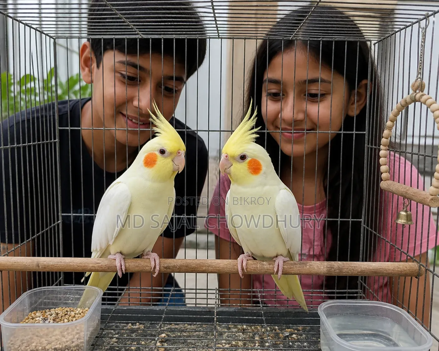 Proven Lutino Cockatiel Pair | 2-Time Breeders | Ready to Breed