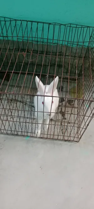 A Male Rabbit