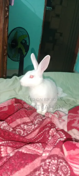 A Male Rabbit