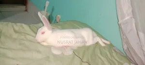 A Male Rabbit
