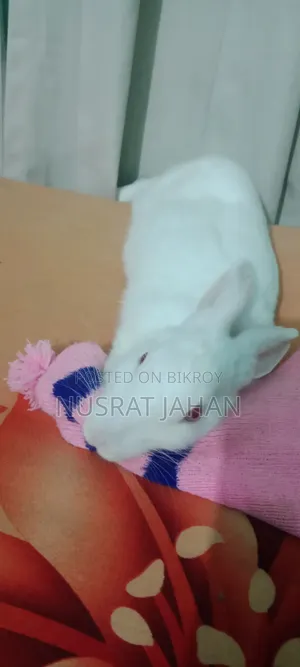A Male Rabbit