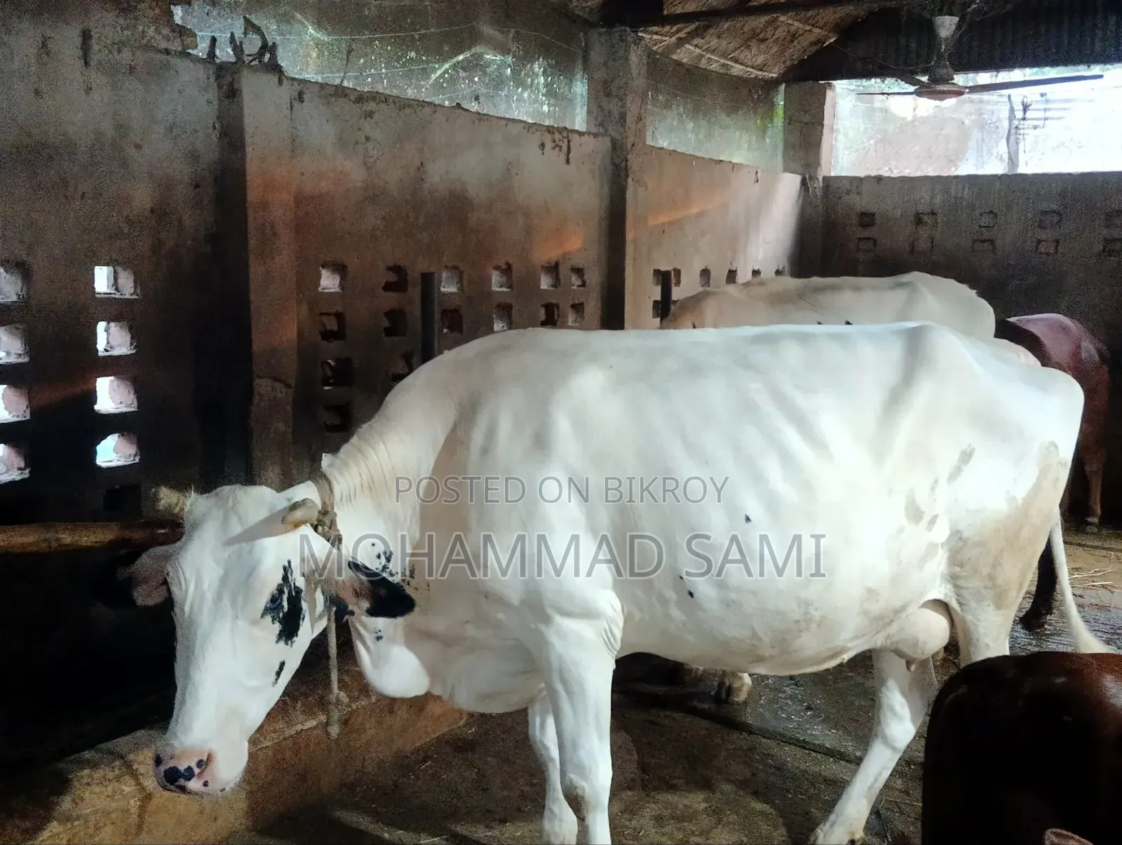An Attractive Cow