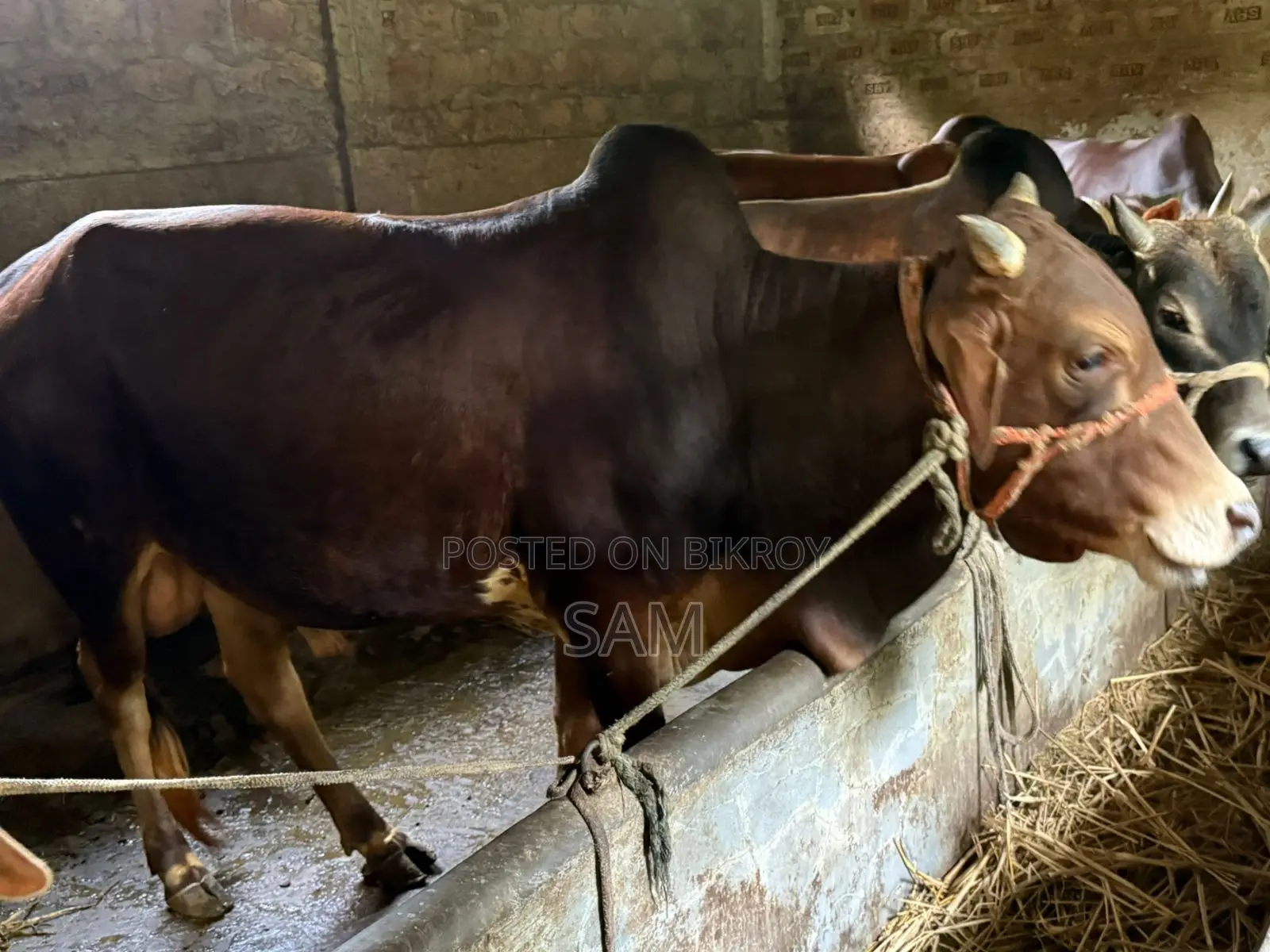 দেশি ষাঁড় গরু কোরবানির জন্য
