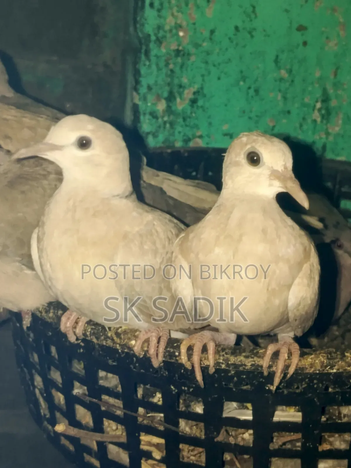Australian Dove Chicks