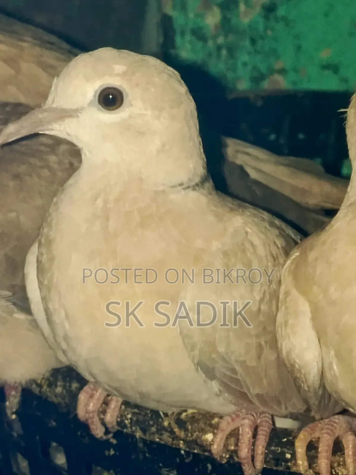 Australian Dove Chicks