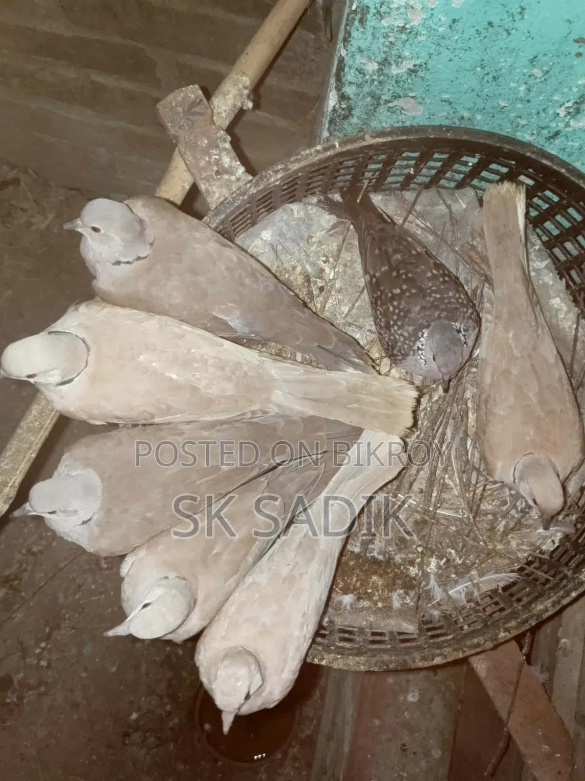 Australian Dove Chicks