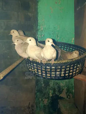 Australian Dove Chicks