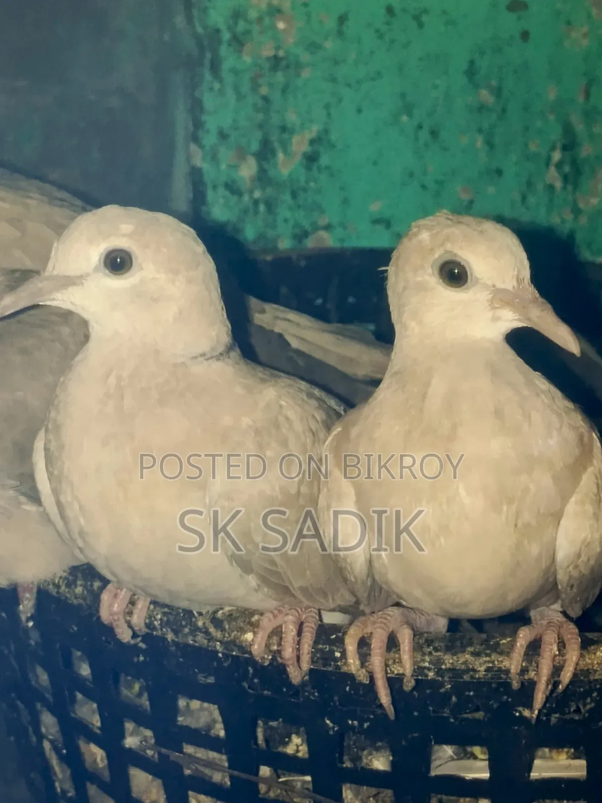 Australian Dove Chicks