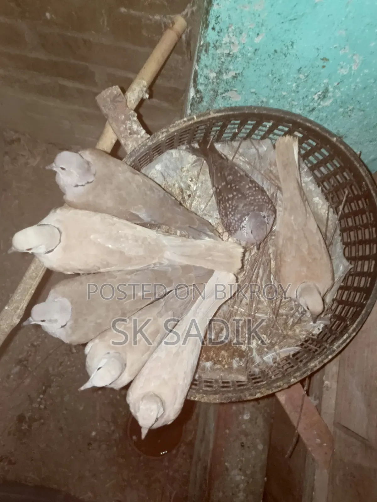 Australian Dove Chicks