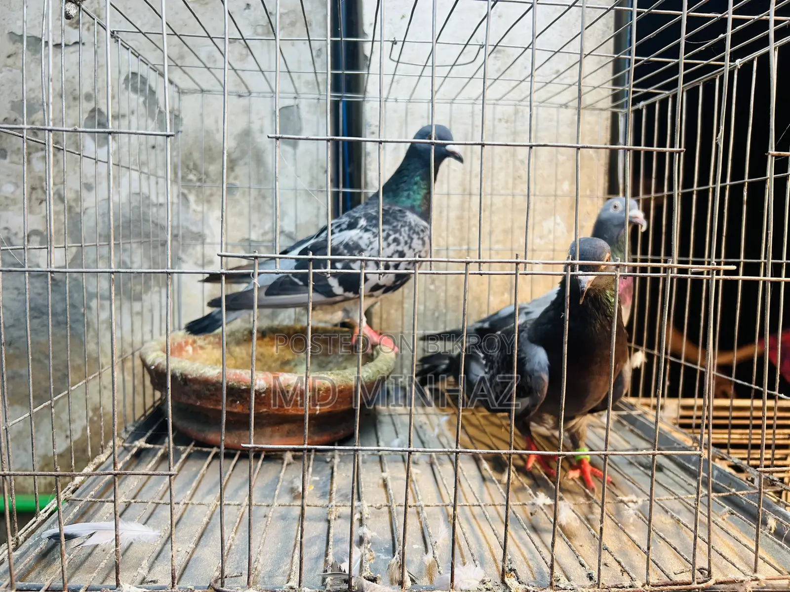 কবুতর রানিং জোড়া