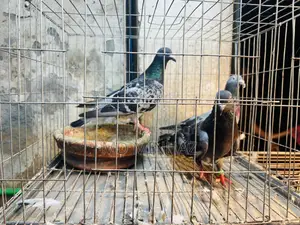কবুতর রানিং জোড়া